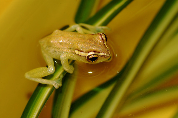 포토 JPG 해외이미지 식물 동물 잎 자연 생물 개구리 양서류 사람없음 초록색 물 일본 점프 수영 아기 화려 칼날 해조류 작음 허브 좁은 질서 공평 난쟁이 변소 흥미 솔깃 해외202004 해외포토 자연요소 아시아 컬러 컨셉 모션 사람 수상스포츠 예절 해양식물 크기 생태계 파일형식 이미지허브