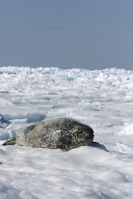 포토 JPG 해외이미지 동물 야생동물 포유류 사람없음 얼음 추위 물개 남극 북극 해외202004 해외포토 자연요소 바다동물 극지방 파일형식 이미지허브