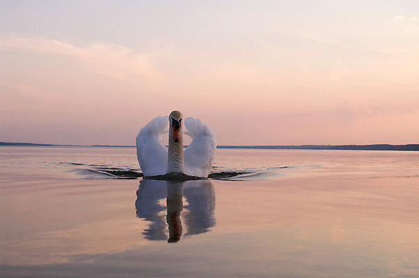 포토 JPG 해외이미지 동물 호수 물결 야생동물 백그라운드 자연 조류 발렌타인데이 사랑 사람없음 야외 물 파란색 빛 강 반사 평화 검은색 침묵 거울 흰색 하트 연못 황무지 우아함 심볼 순수 깃털 부리 백조 장면 목 단아함 해외202004 해외포토 자연요소 모양 감정 컬러 컨셉 데이이벤트 신체부위 소리 생태계 파일형식 이미지허브