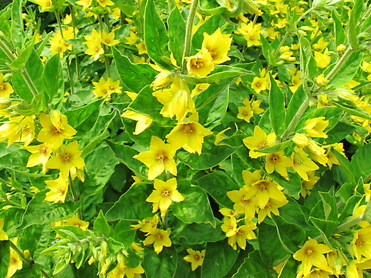 포토 JPG 해외이미지 식물 꽃잎 백그라운드 잎 자연 사람없음 노란색 정원 질감 해외202004 해외포토 꽃 컬러 생태계 파일형식 이미지허브