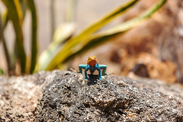 포토 JPG 해외이미지 나무 동물 척추동물 응시 야생동물 백그라운드 파충류 자연 생물 멕시코 손바닥 사람없음 야외 초록색 파란색 반려동물 컬러풀 노란색 머리 바위 나뭇가지 용 아기 작음 먹기 묘사 눈금 오르기 도마뱀 이구아나 쿠바 반대 말레이시아 내추럴 이국적 카멜레온 해외202004 해외포토 식물 손 시선 아시아 컬러 북아메리카 모션 사람 신체부위 돌_바위 중앙아메리카 크기 생태계 파일형식 이미지허브