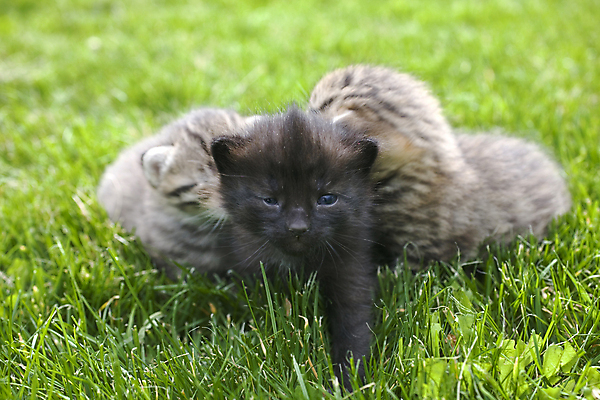 포토 JPG 해외이미지 동물 백그라운드 포유류 사람없음 초록색 파란색 반려동물 머리 고양이 회색 작음 순수 결백 해외202004 해외포토 컬러 컨셉 신체부위 크기 파일형식 이미지허브