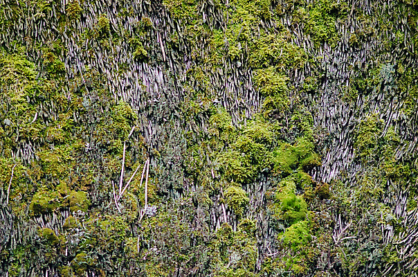 포토 JPG 해외이미지 식물 백그라운드 패턴 자연 지붕 날씨 이끼 사람없음 초록색 환경 회색 촉촉함 묘사 유기농 질감 내추럴 옛날 해외202004 해외포토 웰빙 컬러 무늬 젖음 생태계 파일형식 이미지허브