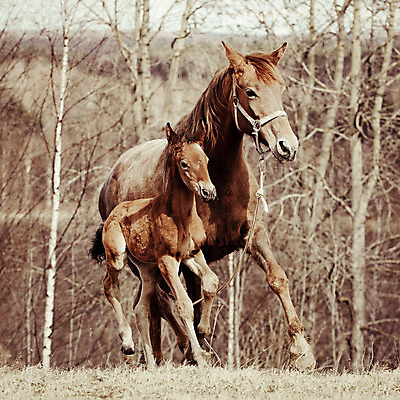 포토 JPG 해외이미지 동물 딸 밭 포유류 자연 엄마 털 사람없음 야외 초록색 반려동물 달리기 농장 갈색 머리 맑음 목장 시골 숲 코 꼬리 갈기 망아지 기르기 해외202004 해외포토 새끼 컬러 농업 가족 모션 날씨 신체부위 말_동물 생태계 돌봄 파일형식 이미지허브