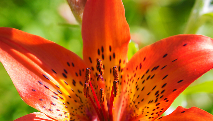 포토 JPG 해외이미지 식물 디자인 계절 꽃잎 꽃 행복 꽃다발 백그라운드 꽃무늬 오렌지 자연 선물 사람없음 빨간색 초록색 여름 파란색 빛 컬러풀 노란색 정원 보라색 봄 벚꽃 흰색 축하 신선 신용카드 개화 닫기 작음 4월 원예 내추럴 고립 해외202004 해외포토 감정 컬러 컨셉 무늬 과일 모션 취미 금융 날짜 크기 생태계 파일형식 이미지허브