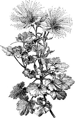 EPS 해외이미지 식물 계절 꽃잎 꽃 선 일러스트 미술 여름 노란색 검은색 수확 흰색 가장자리 그림 판화 유황 혼자 해외202004 해외일러스트 컬러 농업 문화예술 둘레 파일형식 벡터 이미지허브