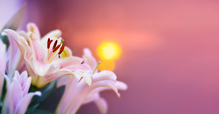 포토 JPG 해외이미지 식물 기념일 꽃잎 꽃 분홍색 꽃다발 결혼 백그라운드 잎 꽃무늬 자연 휴가 발렌타인데이 사랑 사람없음 장식 빨간색 초록색 물 여름 정원 봄 벚꽃 흰색 축하 신선 우아함 백합 냄새 내추럴 고립 해외202004 해외포토 자연요소 계절 감정 컬러 컨셉 무늬 데이이벤트 이벤트 생태계 파일형식 이미지허브