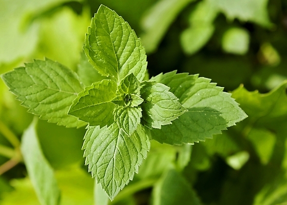 포토 JPG 해외이미지 식물 음식 잎 채소 재료 건강 요리 사람없음 야외 초록색 햇빛 약 정원 나뭇가지 신선 양념 맛 약초 민트 허브 향신료 유기농 질감 날것 향기 냄새 아로마 향 아로마테라피 내추럴 해외202004 스피아민트 해외포토 나무 웰빙 컬러 컨셉 의학 태양 풀_식물 테라피 향미료 파일형식 이미지허브