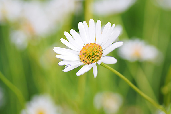 포토 JPG 해외이미지 식물 계절 꽃잎 꽃 아시아 백그라운드 꽃무늬 오렌지 자연 사람없음 야외 가로 빨간색 초록색 컬러풀 노란색 정원 일본 보라색 봄 활발 벚꽃 흰색 신선 개화 닫기 원예 질감 데이지 보케 향기 내추럴 강렬 고립 그리너리 해외202004 해외포토 나라 컬러 컨셉 무늬 과일 모션 취미 생태계 냄새 파일형식 트랜드컬러 이미지허브