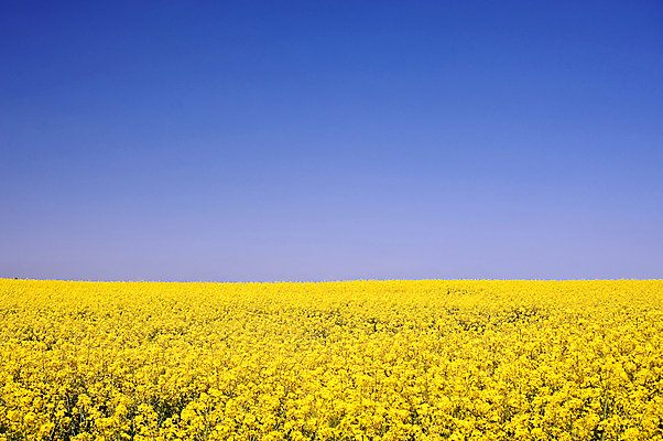 포토 JPG 해외이미지 식물 꽃 밭 농업 자연 하늘 사람없음 파란색 컬러풀 봄 벚꽃 5월 유채 밭일 해외202004 해외포토 계절 산업 컬러 날짜 생태계 파일형식 이미지허브