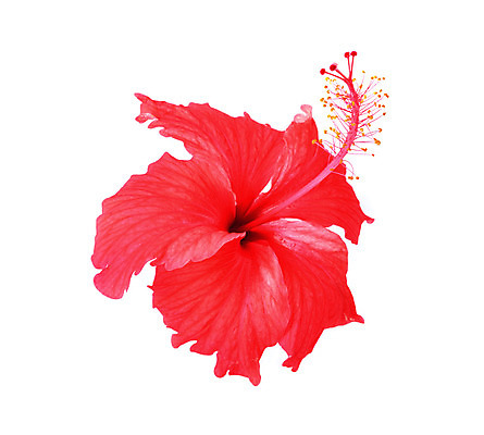 포토 JPG 해외이미지 식물 계절 꽃잎 꽃 줄기 분홍색 잎 꽃무늬 오렌지 자연 사람없음 장식 빨간색 초록색 컬러풀 장미 정원 보라색 봄 벚꽃 나뭇가지 개화 숲 허브 향수 싱글 원예 꽃가루 부드러움 강렬 이국적 히비스커스 해외202004 해외포토 나무 컬러 무늬 과일 취미 화장품 감각 가루 생태계 파일형식 이미지허브