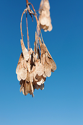 포토 JPG 해외이미지 나무 식물 단풍 자연 매달리기 씨앗 사람없음 야외 세로 파란색 갈색 가을 해외202004 해외포토 계절 컬러 잎 모션 생태계 파일형식 이미지허브