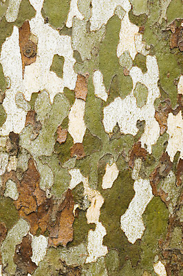 포토 JPG 해외이미지 나무 식물 백그라운드 패턴 자연 사람없음 목재 세로 컬러풀 갈색 숲 묘사 질감 나무껍질 대패 해외202004 해외포토 컬러 무늬 재료 껍질 생태계 파일형식 이미지허브