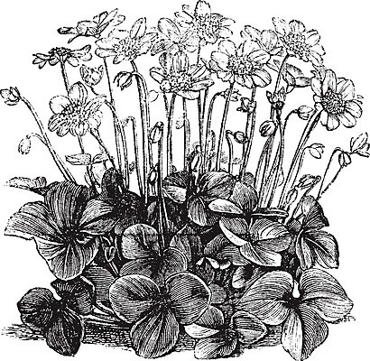 EPS 해외이미지 식물 계절 꽃잎 꽃 줄기 백그라운드 일러스트 자연 미술 환경 정원 검은색 봄 들꽃 수확 골동품 성장 벚꽃 흰색 신선 황무지 역사 숲 허브 그림 원예 판화 노루귀 생태학 영원 옛날 해외202004 해외일러스트 교육 컬러 농업 문화예술 취미 생태계 파일형식 벡터 이미지허브