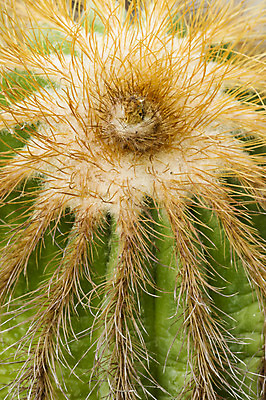 포토 JPG 해외이미지 식물 자연 선인장 사람없음 초록색 머리 정원 사막 가시 척추 묘사 해외202004 해외포토 컬러 뼈 신체부위 생태계 파일형식 이미지허브