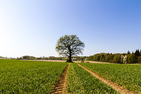 포토 JPG 해외이미지 나무 식물 구름 계절 유럽 밭 자연 하늘 독일 풍경 사람없음 여름 파란색 농경지 평화 봄 나뭇가지 심볼 싱글 방법 해외202004 해외포토 자연요소 나라 컬러 컨셉 농업 농장 생태계 파일형식 이미지허브