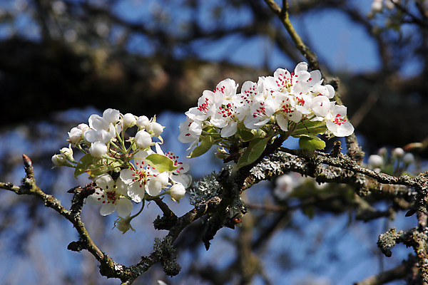 포토 JPG 해외이미지 나무 식물 계절 꽃 분홍색 과일 자연 휴식 부활절 풍경 사람없음 장식 햇빛 장미 정원 보라색 봄 펼침 성장 벚꽃 나뭇가지 신선 개화 작음 순수 명상 속도 시작 부드러움 천국 처음 많음 해외202004 해외포토 기념일 컬러 컨셉 모션 태양 감각 크기 생태계 파일형식 이미지허브