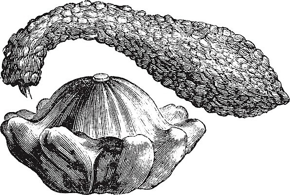 EPS 해외이미지 디자인 농업 채소 과일 일러스트 아프리카 자연 미술 초록색 약 검은색 수확 골동품 흰색 약초 멜론 그림 유기농 포도나무 박 판화 스쿼시 내추럴 고립 식용 옛날 조롱박 차단 해외202004 해외일러스트 웰빙 나라 산업 스포츠 컬러 의학 문화예술 구기 풀_식물 과일나무 생태계 파일형식 벡터 이미지허브