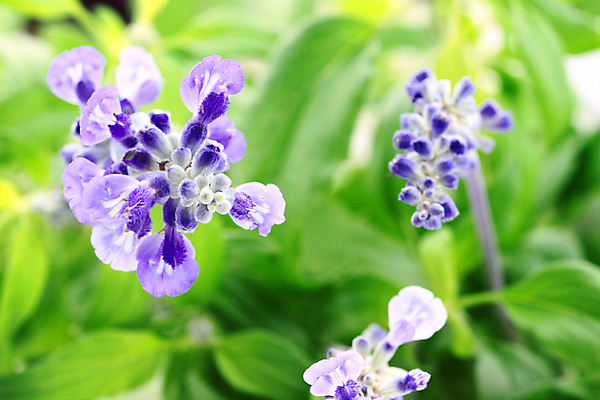 포토 JPG 해외이미지 주간 식물 꽃 잎 사람없음 야외 초록색 파란색 컬러풀 보라색 사진촬영 제비꽃 그림 영원 해외202004 해외포토 자연요소 컬러 촬영 파일형식 이미지허브