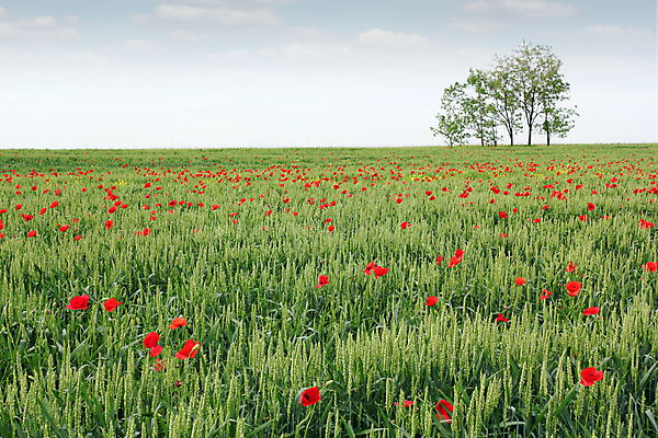 포토 JPG 해외이미지 사람없음 초록색 밀 해외202004 해외포토 컬러 곡류 파일형식 이미지허브