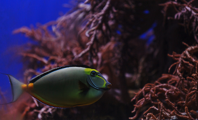 포토 JPG 해외이미지 동물 야생동물 바다 컨셉 오렌지 어류 사람없음 물 파란색 컬러풀 환경 수중 립스틱 우아함 생물학 암초 수족관 소금물 유니콘 이국적 해외202004 해외포토 자연요소 교육 컬러 과일 수중동물 화장품 파일형식 이미지허브