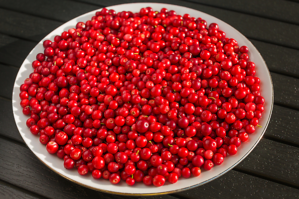 포토 JPG 해외이미지 접시 열매 음식 조각 백그라운드 다이어트 과일 부분 자연 탁자 딸기 디저트 건강 사람없음 목재 장식 빨간색 여름 빛 쿠키 케이크 빵집 흰색 신선 체리 달콤 맛 아침식사 설탕 먹기 질감 날것 흙더미 내추럴 점심식사 숙성 식용 채식주의자 해외202004 해외포토 나무 식물 식기 계절 컬러 가구 컨셉 재료 모션 상점 식사 흙 생태계 채식 파일형식 더미 이미지허브