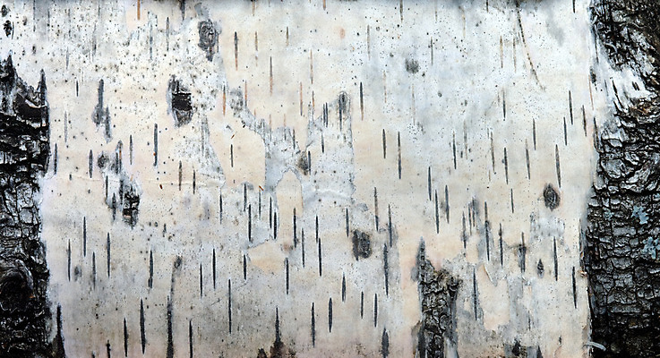 포토 JPG 해외이미지 나무 식물 백그라운드 낙엽 패턴 사람없음 목재 숫자 질감 나무껍질 자작나무 해외202004 해외포토 문자 잎 무늬 재료 껍질 파일형식 이미지허브