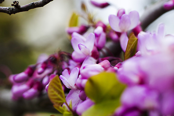 포토 JPG 해외이미지 나무 식물 계절 꽃잎 꽃 분홍색 백그라운드 잎 꽃무늬 밭 자연 하늘 풍경 사람없음 초록색 여름 빛 컬러풀 햇빛 태양 일출 정원 맑음 봄 벚꽃 흰색 나뭇가지 신선 개화 체리 4월 원예 데이지 내추럴 해외202004 해외포토 자연요소 컬러 무늬 농업 과일 날씨 취미 노을 날짜 생태계 파일형식 이미지허브
