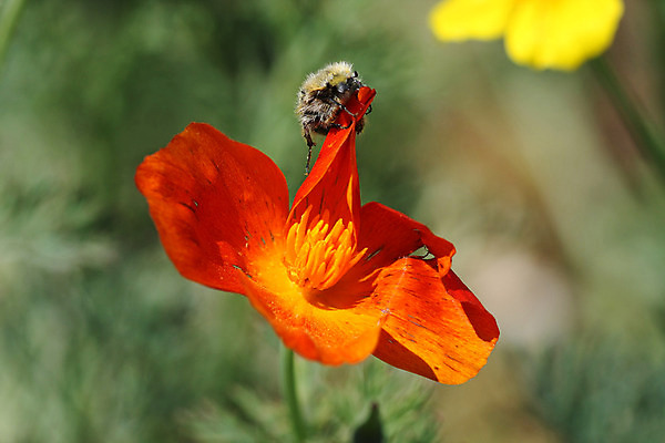 포토 JPG 해외이미지 꽃 곤충 백그라운드 농업 자연 사람없음 초록색 컬러풀 정원 봄 소프트포커스 금잔화 해외202004 해외포토 식물 동물 계절 산업 컬러 촬영기법 생태계 파일형식 이미지허브