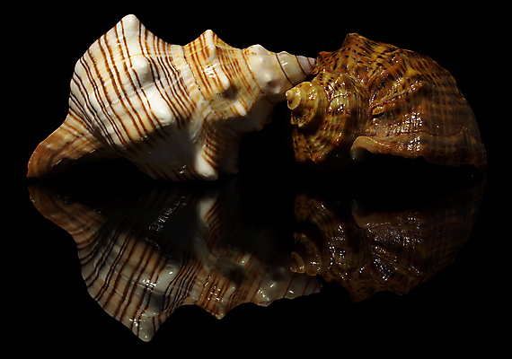 포토 JPG 해외이미지 바다 자연 조개 연체동물 나선형 사람없음 장식 검은색 껍질 나사 소라 해외202004 해외포토 컬러 무늬 어패류 무척추동물 공구 생태계 파일형식 이미지허브