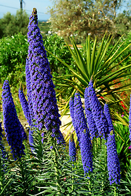 포토 JPG 해외이미지 식물 공원 꽃 문화 야생동물 잎 패턴 밭 자연 풍경 사람없음 야외 초록색 여름 파란색 정원 보라색 흙 봄 활발 들꽃 성장 벚꽃 지중해 허브 제비꽃 가득함 묘사 생태학 영원 해외202004 해외포토 동물 계절 공공시설 교육 바다 컬러 컨셉 무늬 농업 생태계 파일형식 이미지허브