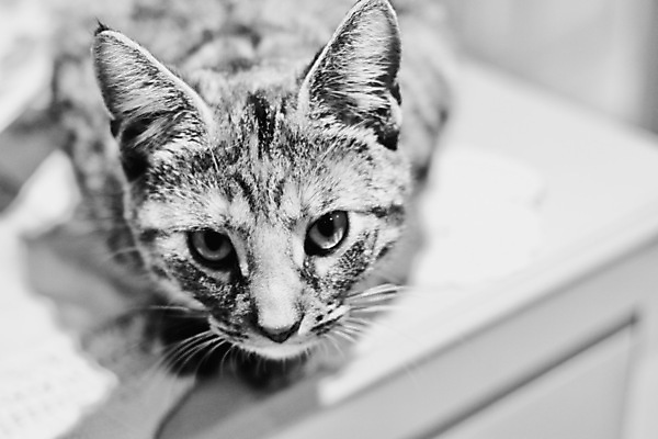 포토 JPG 해외이미지 동물 주택 털 사람없음 반려동물 고양이 해외202004 해외포토 포유류 건물 파일형식 이미지허브