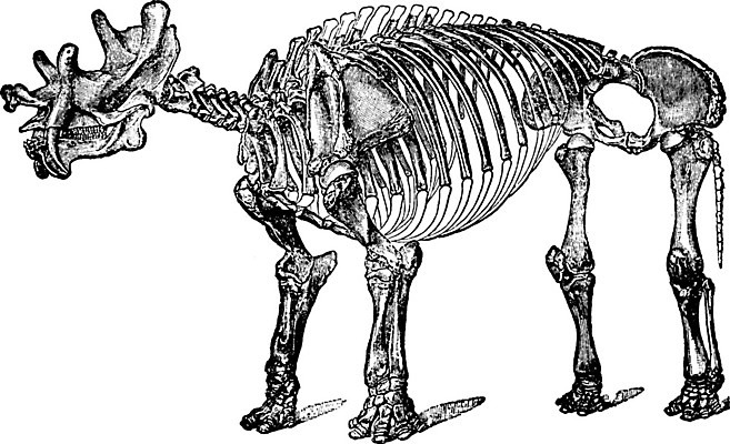 EPS 해외이미지 선 일러스트 포유류 미술 검은색 수확 흰색 그림 판화 초식 해외202004 해외일러스트 동물 컬러 농업 문화예술 파일형식 벡터 이미지허브