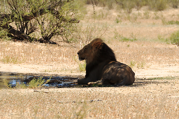포토 JPG 해외이미지 동물 야생동물 여행 아프리카 국립공원 사람없음 사자 사파리 나미비아 남아프리카 사바나 포식 해외202004 해외포토 공원 나라 포유류 파일형식 이미지허브