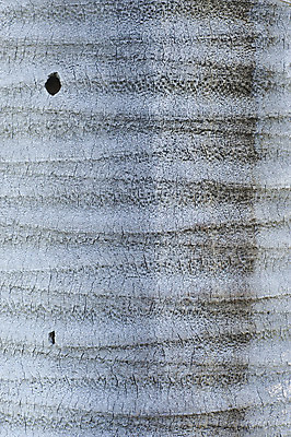 포토 JPG 해외이미지 나무 손바닥 사람없음 와인 묘사 코르크 칠레 해외202004 해외포토 식물 손 주류 남아메리카 파일형식 이미지허브