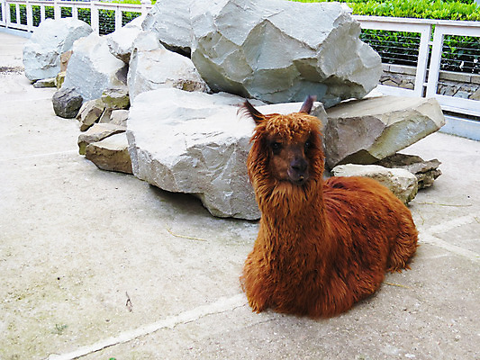 포토 JPG 해외이미지 동물 응시 얼굴 야생동물 어린이 여행 백그라운드 농업 포유류 자연 새로움 주택 털 동물원 서기 풍경 사람없음 야외 가로 빨간색 울타리 농장 갈색 머리 흰색 볏짚 모피 묘사 솜털 남쪽 양모 고립 라마 알파카 이국적 해외202004 해외포토 시선 산업 컬러 컨셉 모션 사람 건물 신체부위 담장 직물 짚 방향 생태계 파일형식 이미지허브