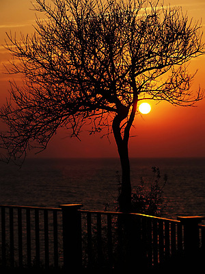 포토 JPG 해외이미지 나무 실루엣 바다 여행 하늘 휴가 휴식 사람없음 가로 빨간색 태양 어둠 황혼 일몰 새벽 가장자리 야간 윤곽 해외202004 해외포토 자연요소 식물 컬러 컨셉 촬영기법 노을 둘레 파일형식 이미지허브