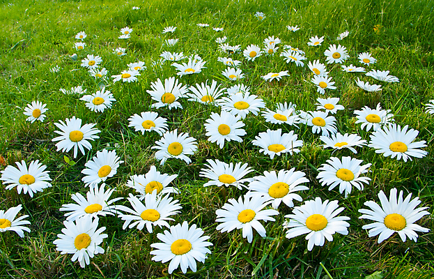 포토 JPG 해외이미지 식물 계절 꽃 백그라운드 컨셉 잎 패턴 밭 자연 아이디어 씨앗 풍경 사람없음 야외 초록색 여름 노란색 건강관리 젖음 성장 벚꽃 흰색 질감 데이지 장면 내추럴 강렬 땅바닥 그리너리 해외202004 해외포토 컬러 무늬 농업 바닥 건강 관리 생태계 파일형식 트랜드컬러 이미지허브