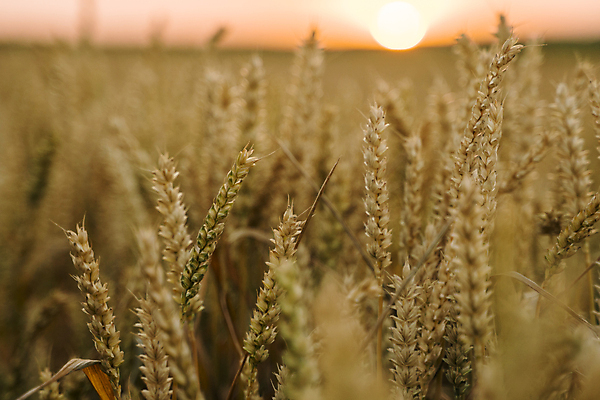 포토 JPG 해외이미지 식물 계절 음식 빵 백그라운드 밭 농업 자연 하늘 아침 건조 옥수수 씨앗 풍경 사람없음 야외 여름 농작물 태양 농장 농경지 노란색 일출 맑음 일몰 수확 성장 가을 시골 황금 낟알 시리얼 밀 보리 장면 밀짚 내추럴 밭일 숙성 호밀 세련 해외202004 해외포토 주간 자연요소 산업 컬러 날씨 곡류 노을 짚 생태계 파일형식 이미지허브