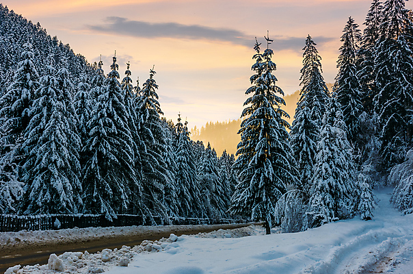 포토 JPG 해외이미지 주간 나무 겨울 자연 하늘 사람없음 야외 눈 겨울풍경 해외202004 해외포토 자연요소 식물 계절 날씨 풍경 생태계 파일형식 이미지허브
