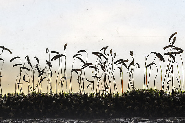 포토 JPG 해외이미지 식물 디자인 계절 백그라운드 패턴 자연 표면 추상 이끼 사람없음 장식 초록색 빛 갈색 환경 가을 신선 유기농 질감 내추럴 곰팡이 해외202004 해외포토 웰빙 컬러 무늬 생태계 파일형식 이미지허브