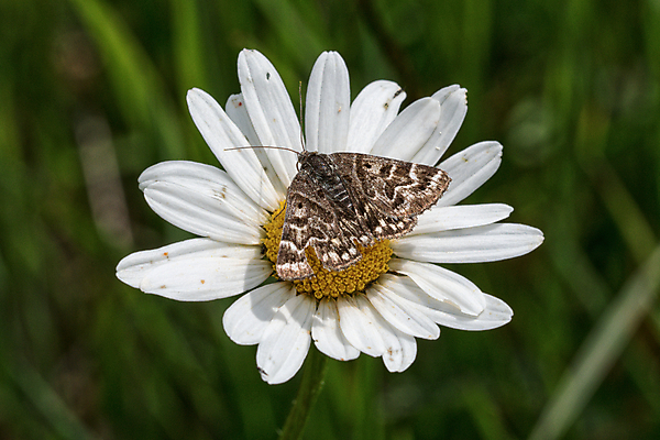 포토 JPG 해외이미지 식물 동물 꽃잎 꽃 야생동물 나비 곤충 백그라운드 자연 안테나 사람없음 초록색 갈색 노란색 흰색 소 닫기 큼 데이지 수유 해외202004 해외포토 컬러 통신 포유류 모션 크기 생태계 파일형식 이미지허브