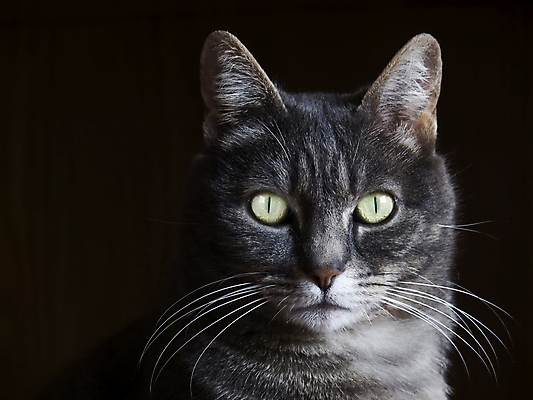 포토 JPG 해외이미지 동물 1 응시 얼굴 사람없음 반려동물 고양이 어둠 우아함 해외202004 해외포토 시선 컨셉 포유류 신체부위 파일형식 이미지허브