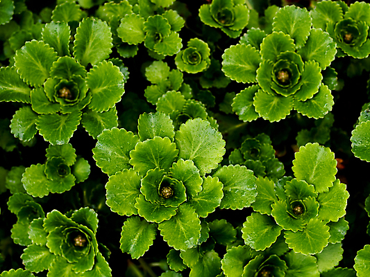 포토 JPG 해외이미지 나무 식물 잎 자연 사람없음 초록색 성장 그룹 숲 다발 정맥 광합성 해외202004 해외포토 컬러 생태계 혈관 파일형식 이미지허브