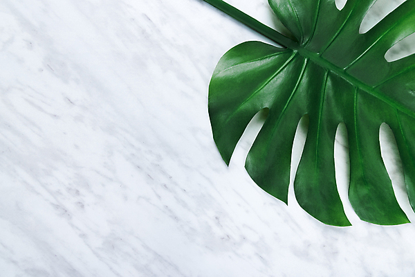 포토 JPG 해외이미지 식물 화초 백그라운드 잎 꽃무늬 자연 탁자 주택 사람없음 내부 장식 초록색 인테리어 공백 회색 원예 심플 대리석 내추럴 이국적 화강암 카피스페이스 그리너리 해외202004 해외포토 디자인 꽃 컬러 가구 무늬 재료 취미 건물 암석 생태계 파일형식 트랜드컬러 이미지허브