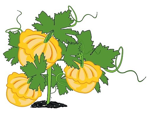 EPS 해외이미지 식물 음식 잎 농업 채소 과일 일러스트 초록색 정원 농사 식사 촉촉함 수확 흰배경 상승 스쿼시 해외202004 해외일러스트 산업 스포츠 컬러 백그라운드 컨셉 구기 젖음 흰색 파일형식 벡터 이미지허브