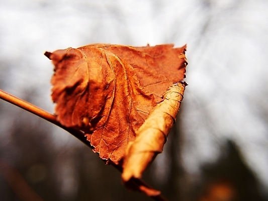 포토 JPG 해외이미지 나무 백그라운드 컨셉 단풍 낙엽 잎 패턴 날씨 추상 사람없음 야외 갈색 노란색 가을 황금 부식 싱글 보케 그런지 옛날 해외202004 해외포토 식물 계절 컬러 무늬 파일형식 이미지허브