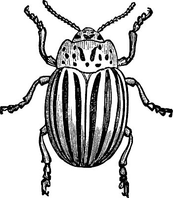 EPS 해외이미지 선 일러스트 감자 수확 그리기 벌레 딱정벌레 콜로라도 해외202004 해외일러스트 곤충 농업 채소 모션 미국 파일형식 벡터 이미지허브