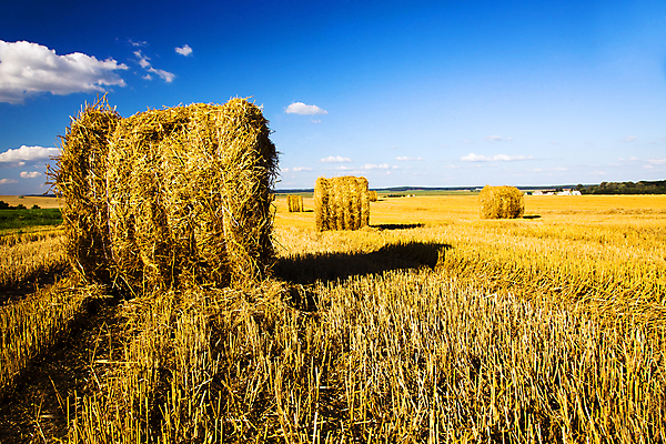 포토 JPG 해외이미지 식물 아이콘 템플릿 디자인 계절 실루엣 산업 음식 컨셉 밭 농업 일러스트 회사 비즈니스 교통시설 자연 옥수수 씨앗 사람없음 그래픽 초록색 농작물 세트 농장 노란색 라벨 검은색 화환 수확 농부 밀 심볼 오브젝트 사인 유기농 보리 배지 트랙터 내추럴 고립 밭일 엘리먼트 지하실 해외202004 해외포토 직업 웰빙 꽃 컬러 교통 곡류 프레임 촬영기법 농기계 시설 생태계 특수차량 파일형식 이미지허브