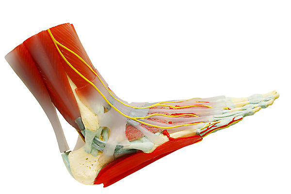포토 JPG 해외이미지 모델 길 신체 해부 근육 뼈 사람 사람없음 스터디 약 스트레칭 흰색 보디빌딩 자르기 체육관 생물학 근육질 만들기 시스템 발가락 고립 양발 운동가 해외202004 해외포토 교육 컬러 의학 모션 발 학습 운동 헬스 몸매 파일형식 이미지허브